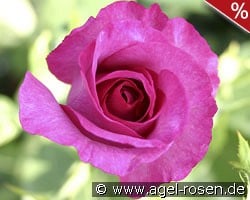 Derby Hagen Gmelin Rose kaufen, click for more details Derby Hagen Gmelin Rose