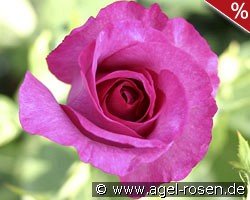 Derby Hagen Gmelin Rose