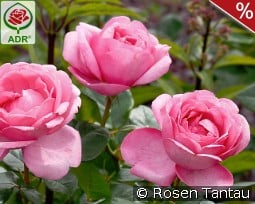 Desirée kaufen, click for more details Desirée