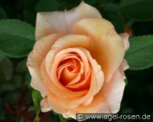 Diamond Jubilee