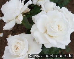 Die Rose Ihrer Majestät kaufen, click for more details Die Rose Ihrer Majestät