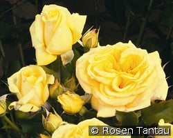 Divina 2014 kaufen, click for more details Divina 2014