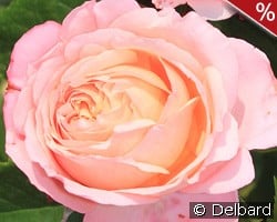 Domaine de Chantilly kaufen, click for more details Domaine de Chantilly