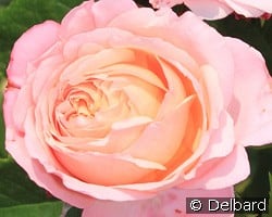 Domaine de Chantilly kaufen, click for more details Domaine de Chantilly