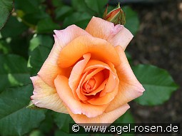 Doris Tysterman kaufen, click for more details Doris Tysterman