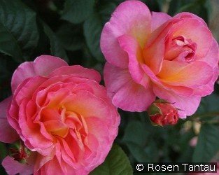 Dornburger Schlossrose