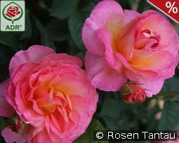 Dornburger Schlossrose kaufen, click for more details Dornburger Schlossrose