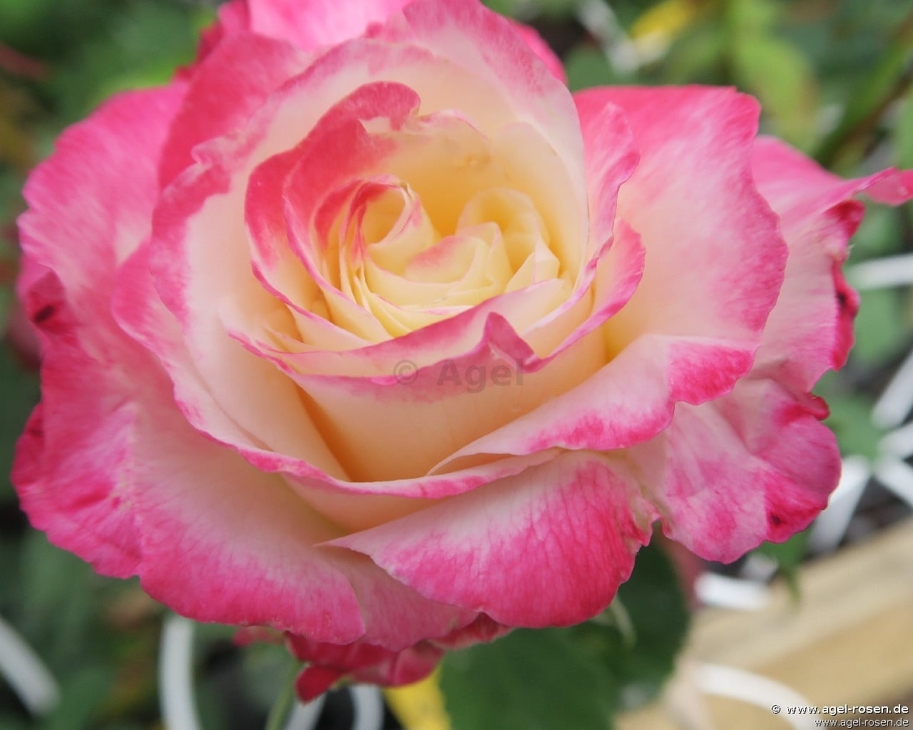Buy Double Delight – Hybrid Tea – AGEL ROSEN
