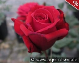 Duftfestival kaufen, click for more details Duftfestival