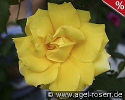 Duftgold kaufen, click for more details Duftgold