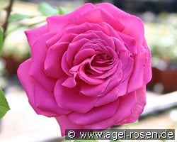 Duftrausch kaufen, click for more details Duftrausch