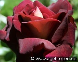 Eddy Mitchell syn. Dark Knight kaufen, click for more details Eddy Mitchell syn. Dark Knight