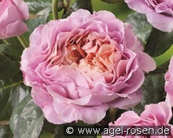 Eisvogel kaufen, click for more details Eisvogel