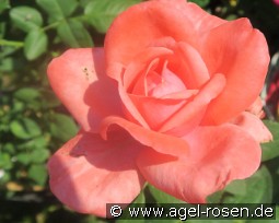 Elaine Paige kaufen, click for more details Elaine Paige