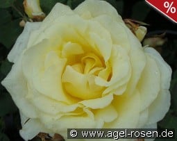 Elina syn Peaudouce kaufen, click for more details Elina syn Peaudouce