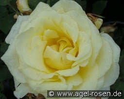 Elina syn Peaudouce kaufen, click for more details Elina syn Peaudouce