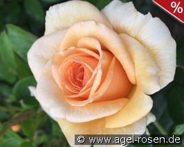 Elin's Rose - Plant'n'relax
