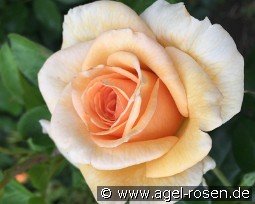 Elin's Rose - Plant'n'relax