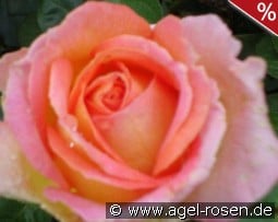 Elle kaufen, click for more details Elle