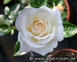 Elvis kaufen, click for more details Elvis