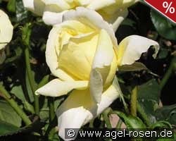 Epidor kaufen, click for more details Epidor