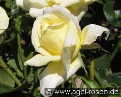 Epidor kaufen, click for more details Epidor