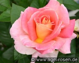 Evelyne Dheliat kaufen, click for more details Evelyne Dheliat