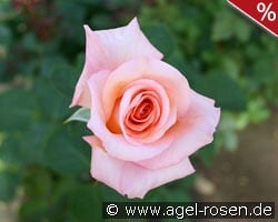 Exotic syn. Warm Wishes kaufen, click for more details Exotic syn. Warm Wishes