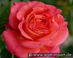 Fabulous kaufen, click for more details Fabulous