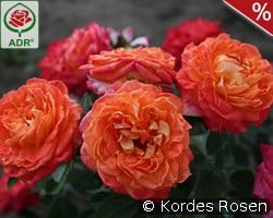 Feurio kaufen, click for more details Feurio