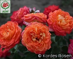 Feurio kaufen, click for more details Feurio