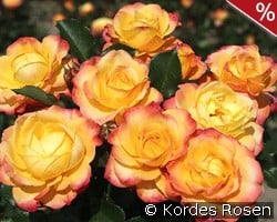 Flaming Star kaufen, click for more details Flaming Star