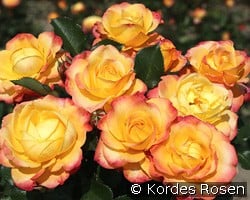 Flaming Star kaufen, click for more details Flaming Star