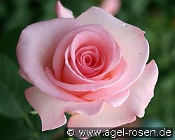 Flamingo '79 kaufen, click for more details Flamingo '79