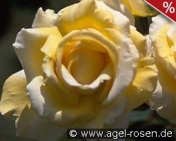 Folle Courtisane kaufen, click for more details Folle Courtisane