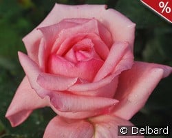 Fragonard® kaufen, click for more details Fragonard®
