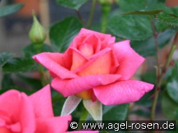 Fragrant Alizée