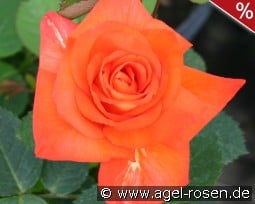 France Libre kaufen, click for more details France Libre