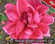 Frau Jenny Wienke kaufen, click for more details Frau Jenny Wienke
