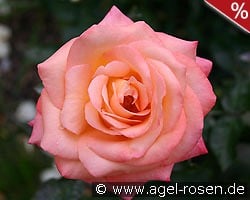 Frohsinn kaufen, click for more details Frohsinn