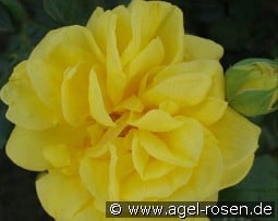 Gina Lollobrigida kaufen, click for more details Gina Lollobrigida