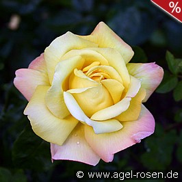 Roses online shop – AGEL ROSEN