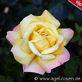 Roses online shop – AGEL ROSEN