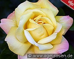 Gloria Dei kaufen, click for more details Gloria Dei