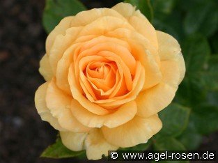 Golden Lady