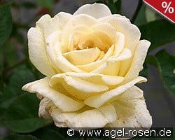 Golden Silk kaufen, click for more details Golden Silk
