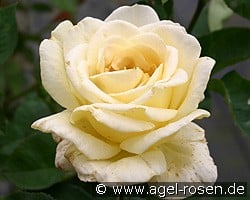 Golden Silk kaufen, click for more details Golden Silk