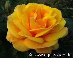 Good as Gold syn Golden Delicious kaufen, click for more details Good as Gold syn Golden Delicious