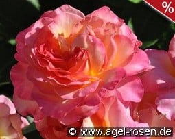 Gorgeous kaufen, click for more details Gorgeous