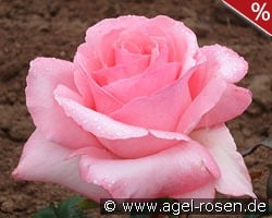 Gräfin Bettina Bernadotte kaufen, click for more details Gräfin Bettina Bernadotte